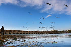 زاینده رود میزبان پرندگان مهاجر - اصفهان